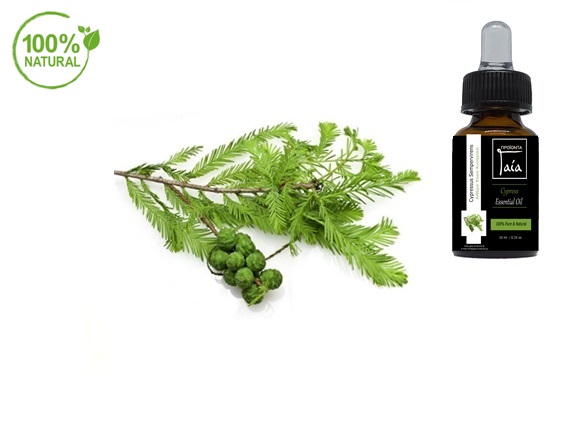 aitherio-elaio-kyparissi-cypress-essential-oil